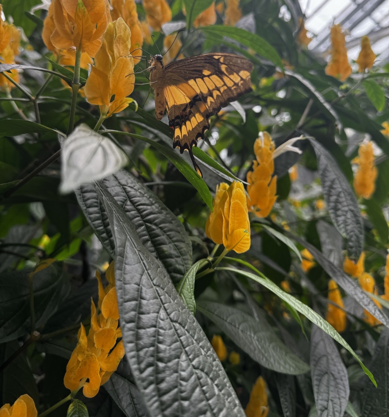 Palmengarten2